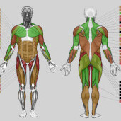 Icon of the human body with color-coded muscle groups